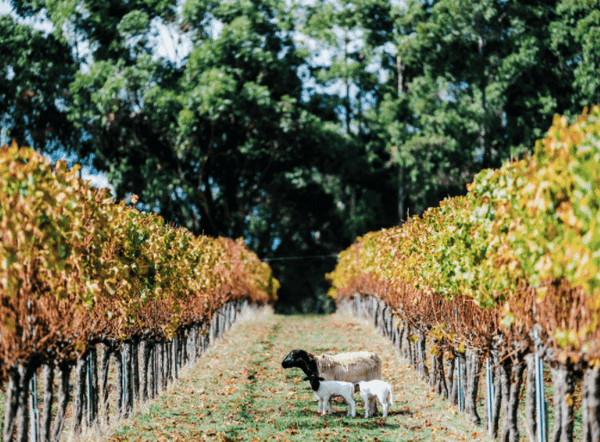 Margaret River's New Podcast: Wine Unearthed