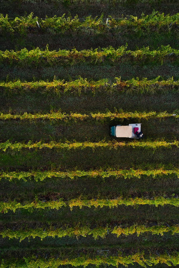 Vintage Flying Fish Cove Winery - Wildberry Vineyard, Wilyabrup in Western Australia