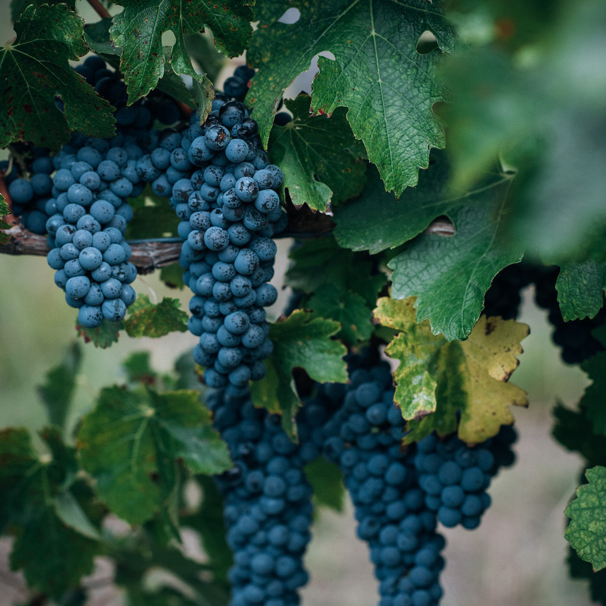 Premium Margaret River Sauvignon Flying Fish Cove Winery