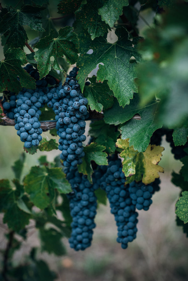 Margaret River Cabernet Sauvignon Wine - Flying Fish Cove Winery.