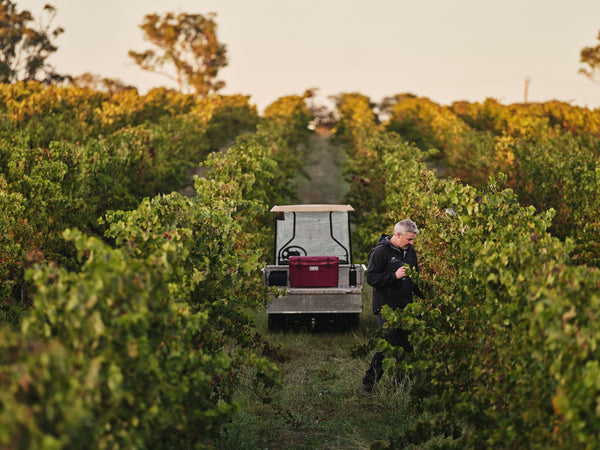 Wildberry Estate Vineyard Wines - Flying Fish Cove, Margaret River in Western Australia